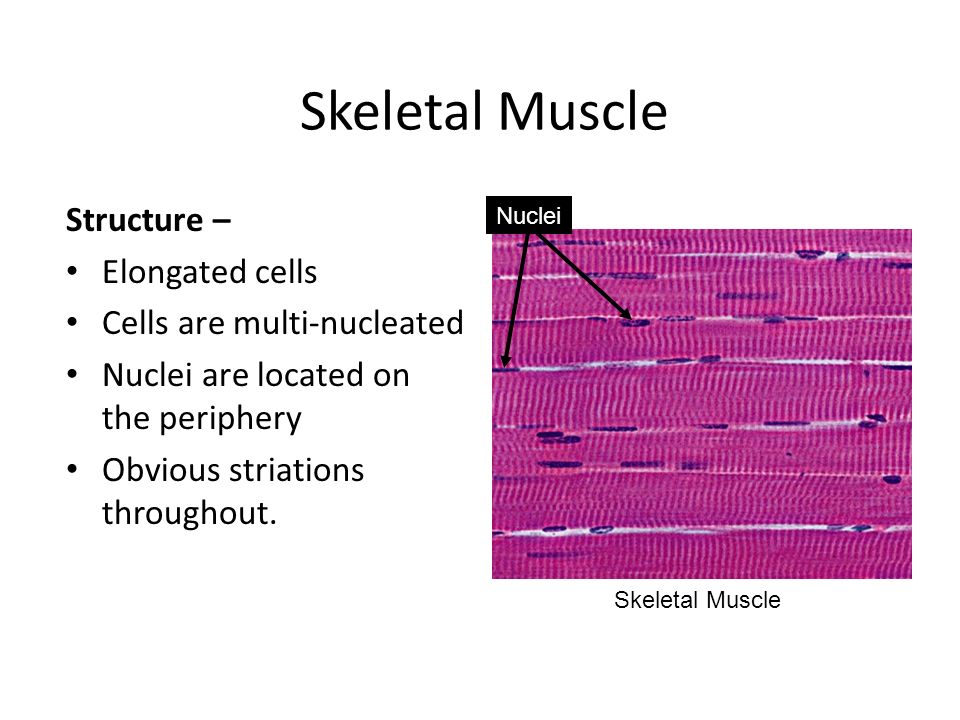 electron micrograph of skeletal muscle labelled